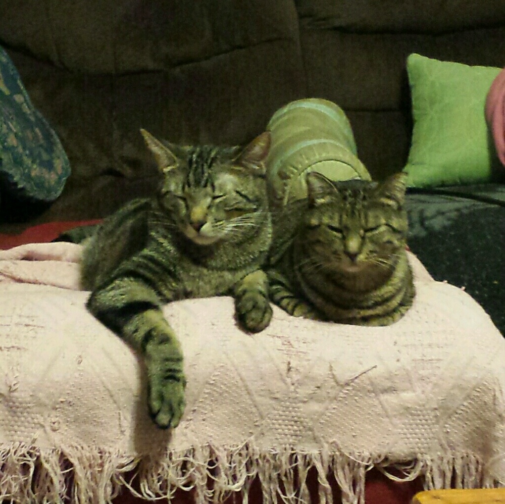 Kitty loves